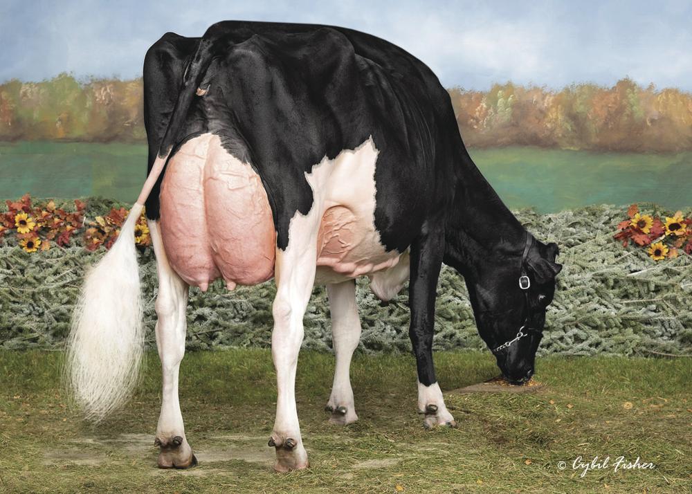 SSI Doc Have Not 8784 EX-96 (Schwester der GM)