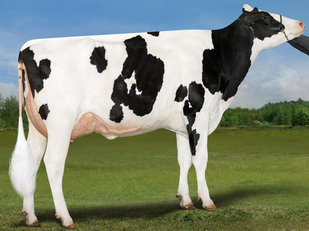 AOT Doc Hooligan VG-87 (Mutter)