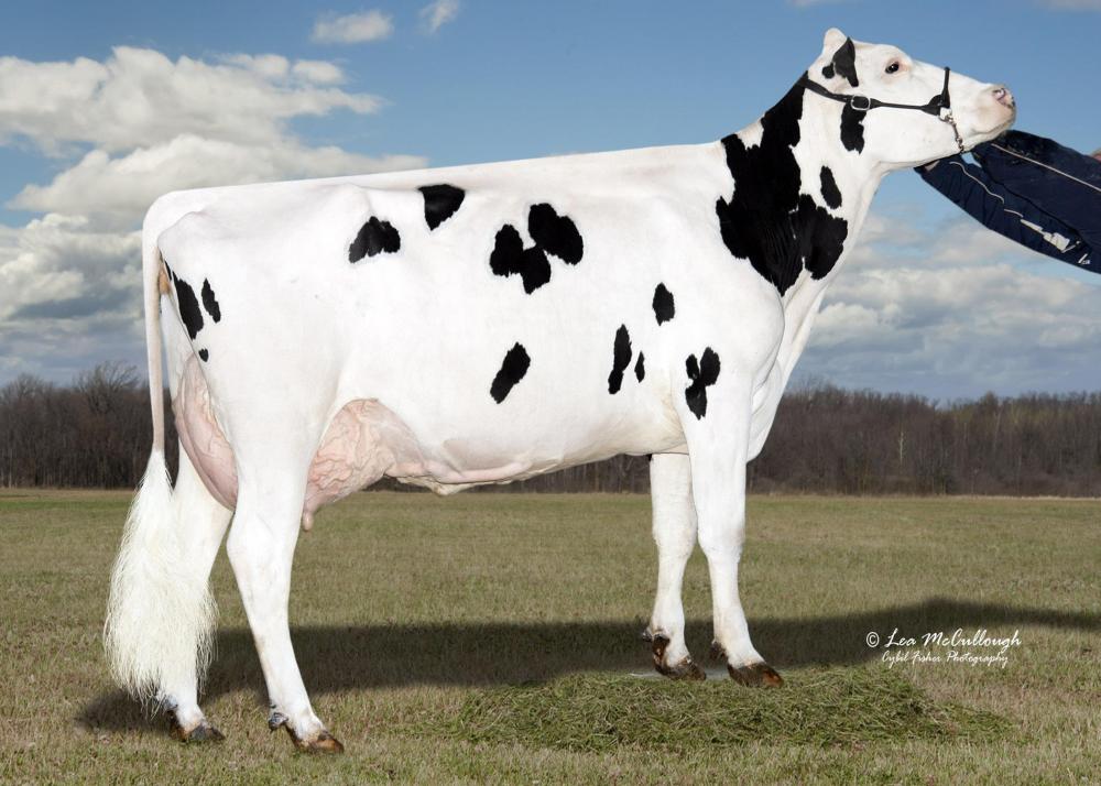 Bomaz Lawn-Boy P 4817 VG-85 (6.Mutter)
