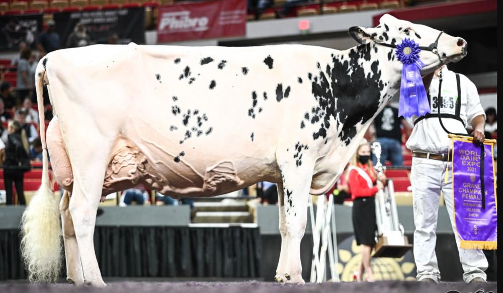 Erbacres Snapples Shakira EX-97 (Großmutter)