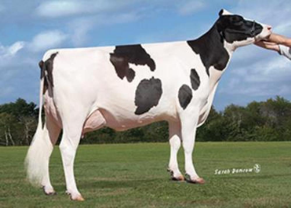 Co-Op Shamrock Yoyo 6604 (7. Mutter)