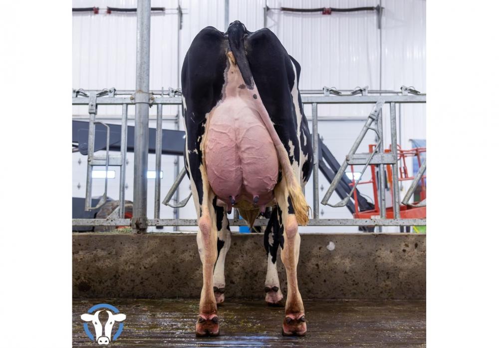 Genosource Yoko 71451 VG-85 (3/4 Schwester)