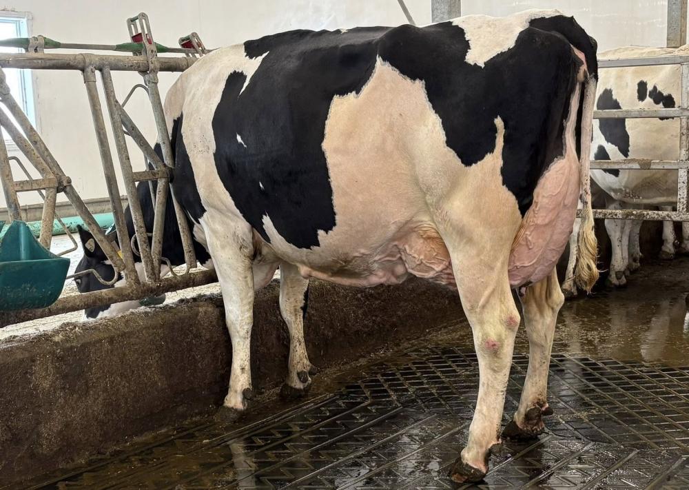 Leothe Lambda Defi EX-94 (3.Mutter)