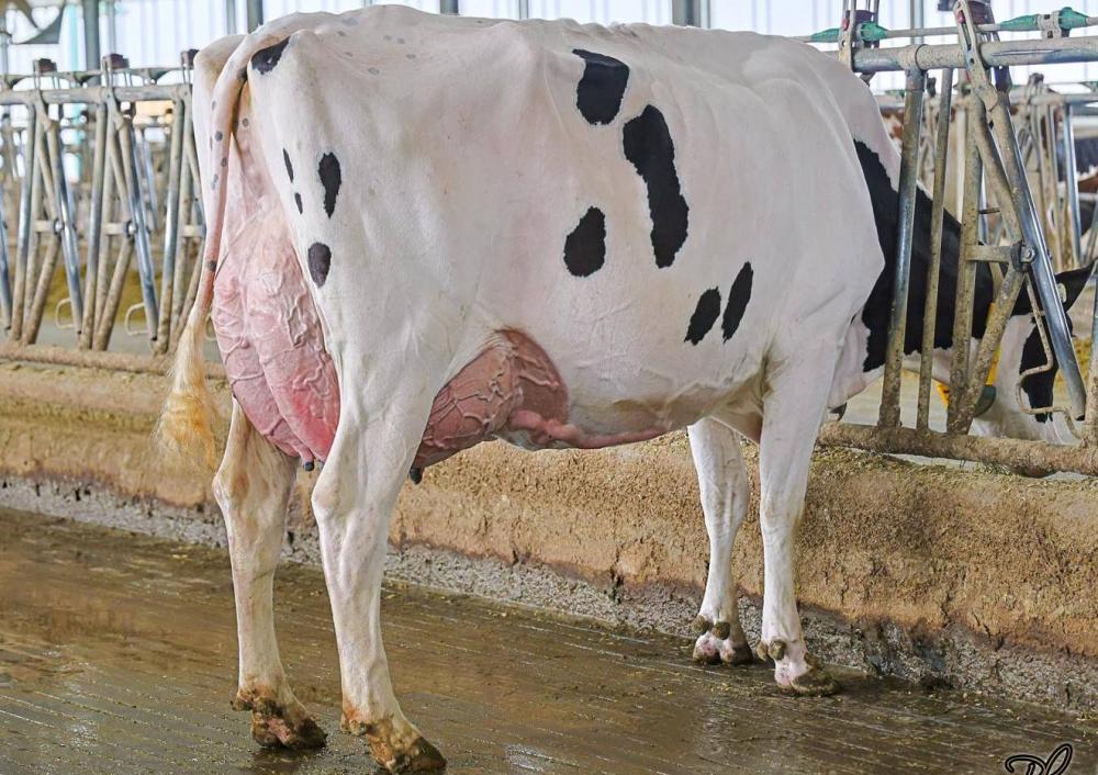 Leothe Positive Day EX-92 (Großmutter)