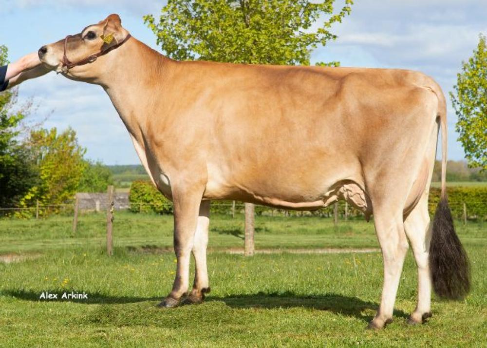Olesen DK 18195-3449 (Mutter)