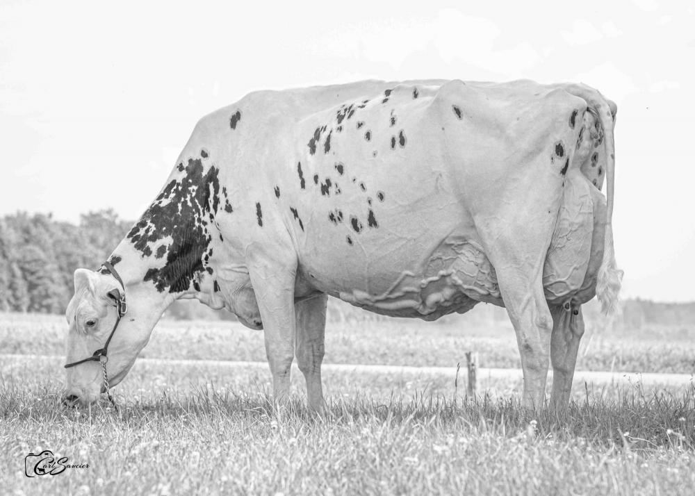 Erbacres Snapple Shakira EX-97 (Großmutter)