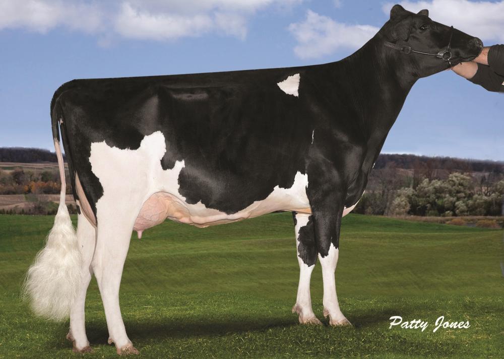 Stantons Freddie Cameo EX-91 (Stammkuh)