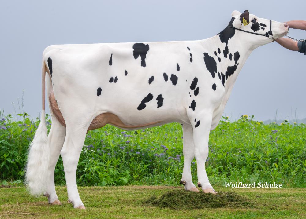NN Antara VG-85 (Mutter)