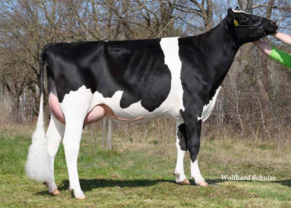 WEH Rosita VG-86 (Großmutter)