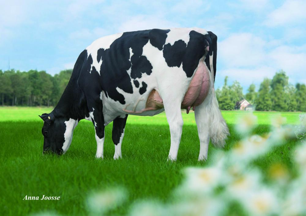 De Oosterhof DG Rose VG-89 (4.Mutter)