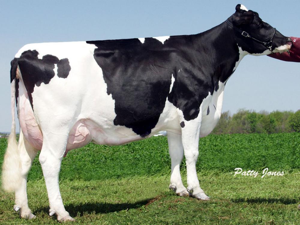  Milkworth Manfred Yadda VG-86 (Stammkuh)