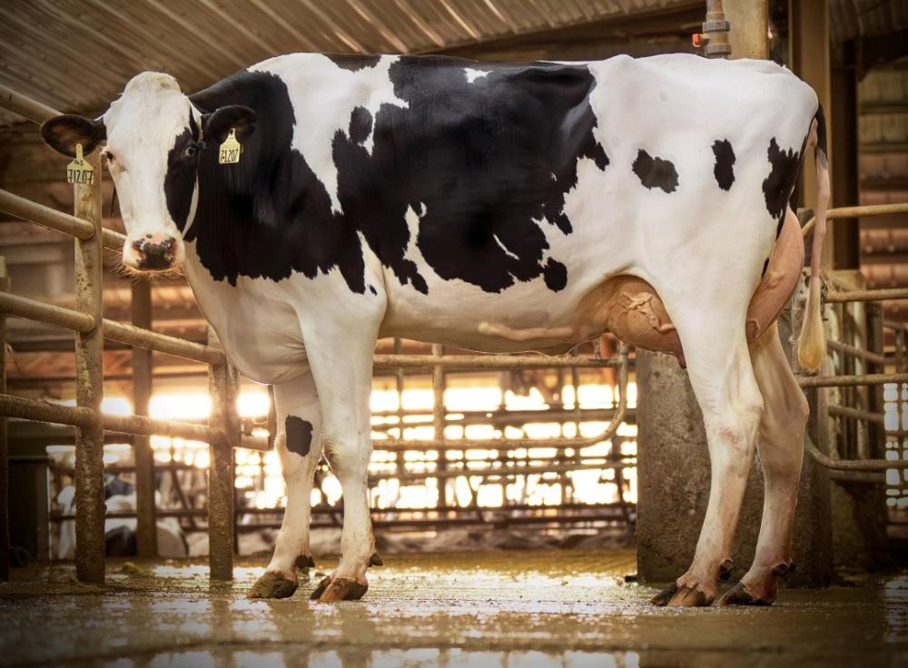 Genosource On-Duty 71207 GP-84 (Mutter)