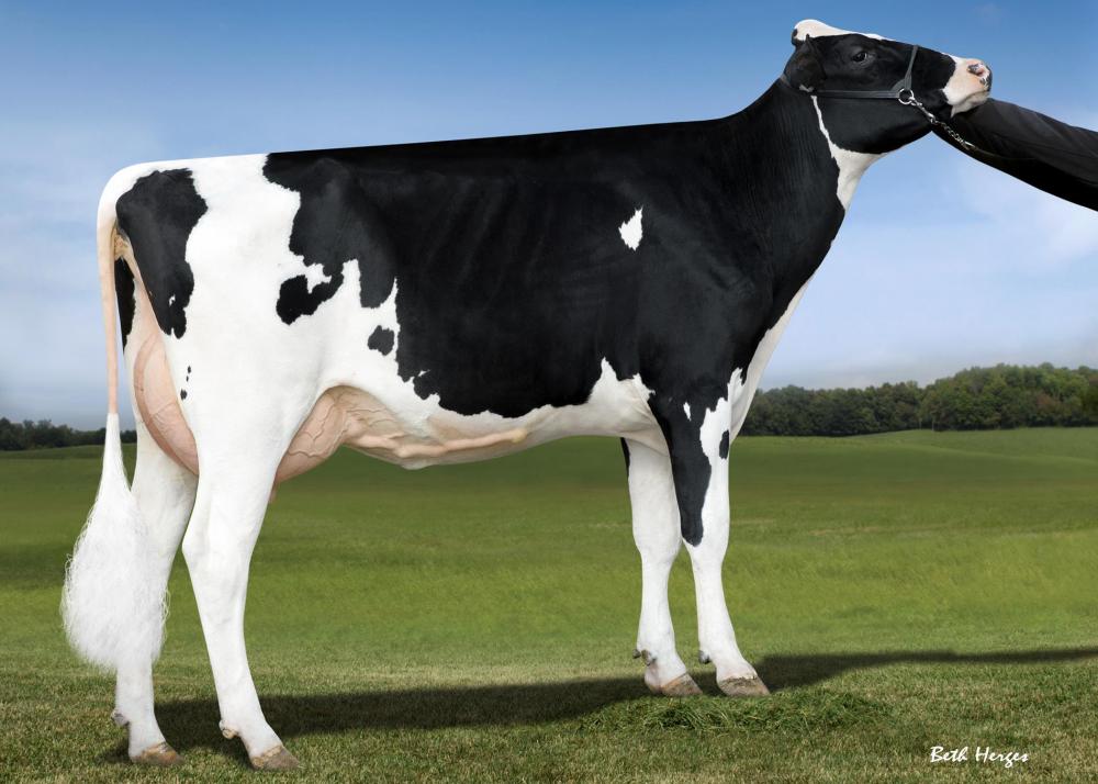 MS Delicious Nom 60087-ET VG-88 (4. Mutter)