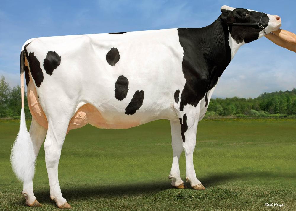 Genosource Hanans 80210 VG-87 (gleiche Kuhfamilie)