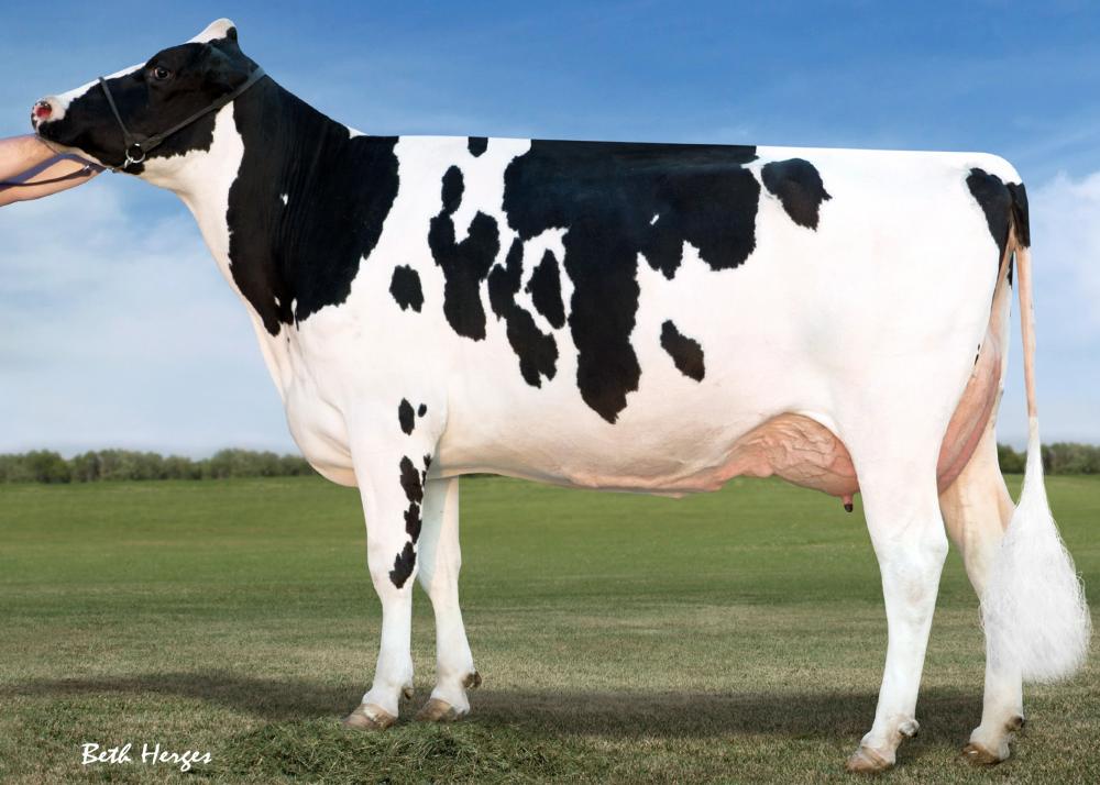 Coyne-Farms Freddie Jeven VG-87 (5.Mutter)