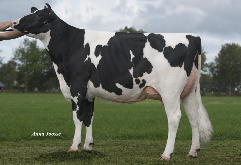 OH DG Rose VG-89 (4. Mutter)