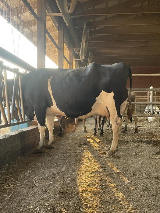 Pen-Col Gameday 6165 VG-86 (Mutter)