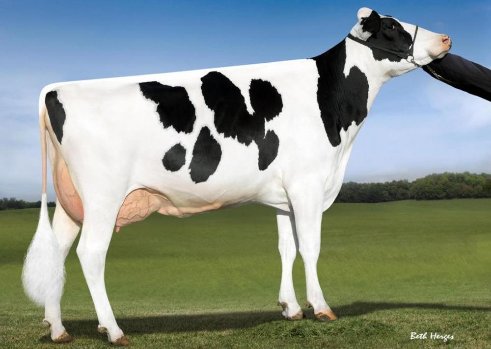 OCD Supersire 9882 VG-86 (5.Mutter)