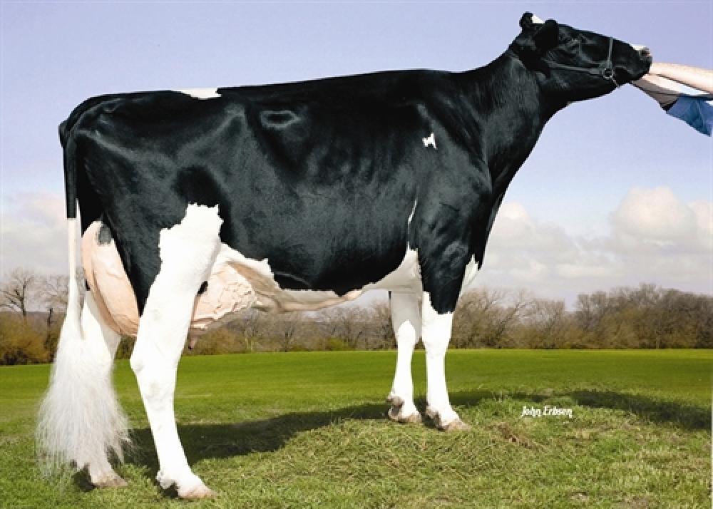 Kamps-Hollow Altitude RC EX-95 (Stammkuh)