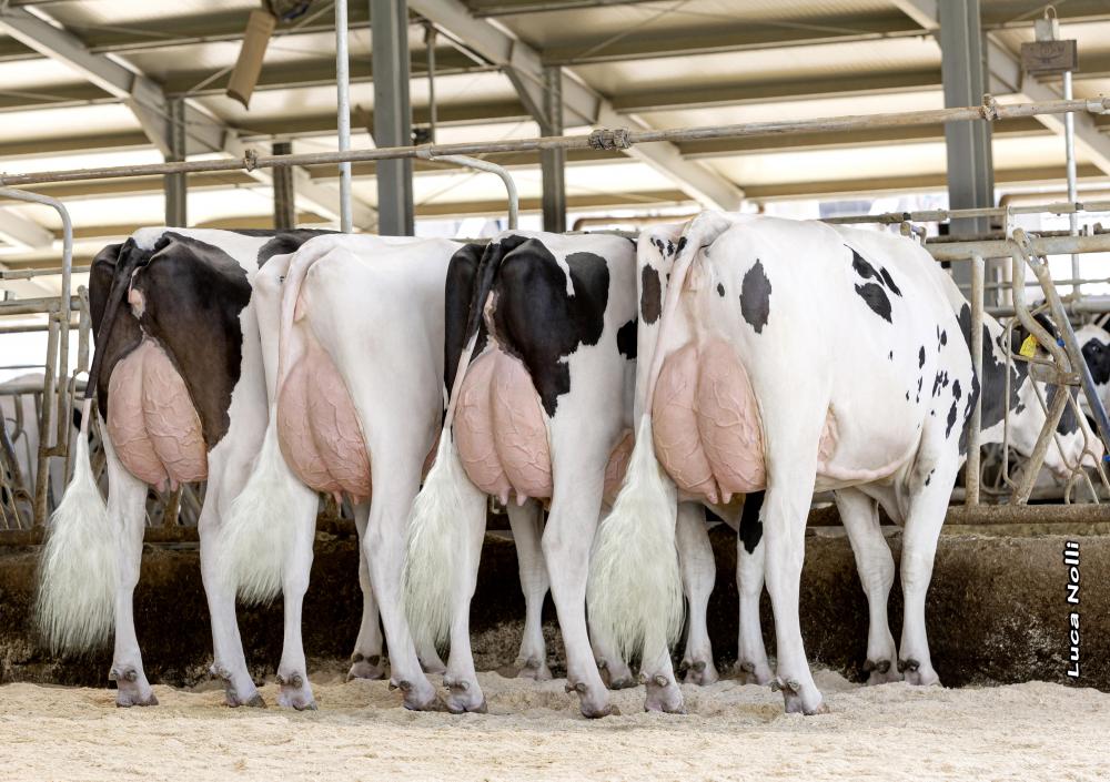 Doral-Töchtergruppe in Italien