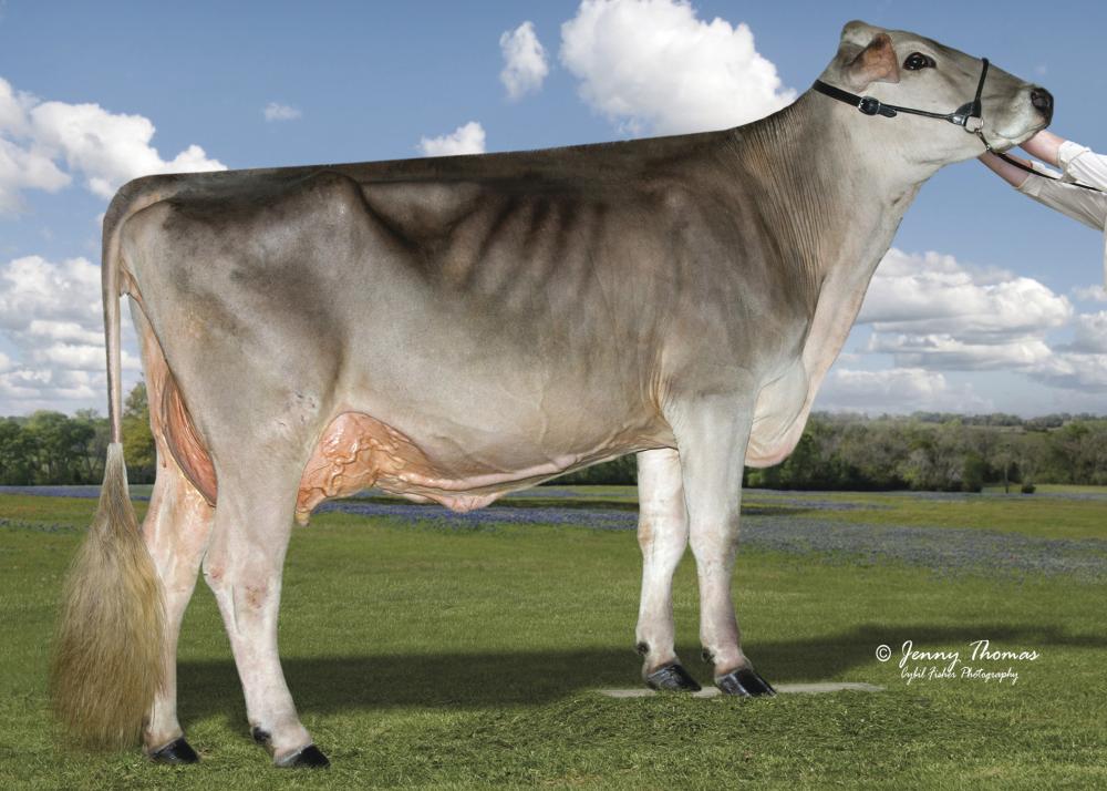 La Rainbow Sweet Silk EX-91 (UrGM)