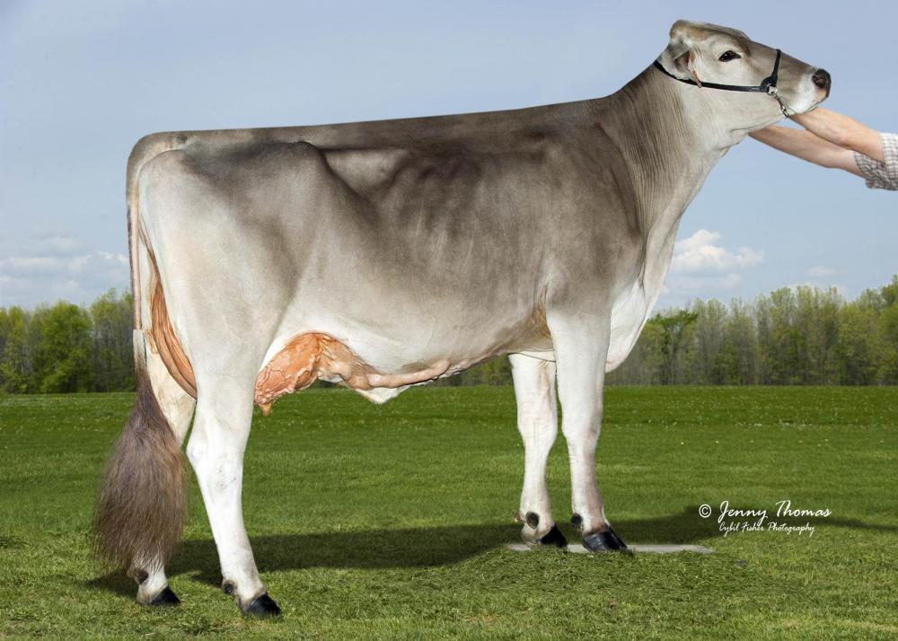 La Rainbow Sweet Smile EX-91 (GM)