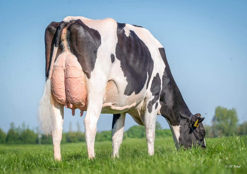 Veneriete Mitchell Leona 4 VG-86