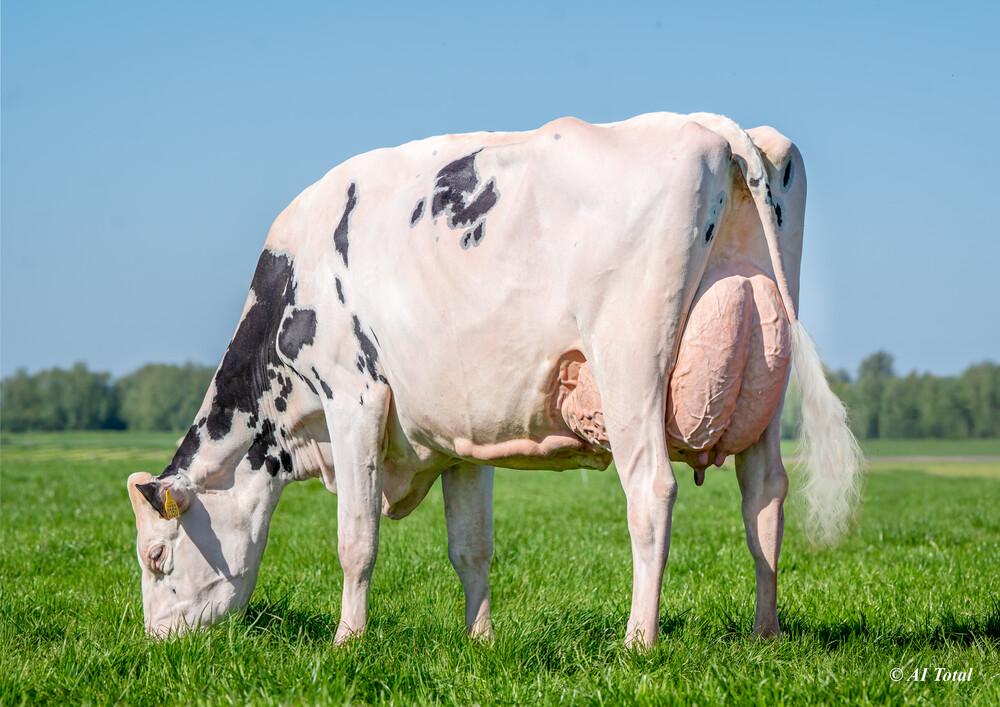 Veneriete Mitchell Prudence 14 VG-88 