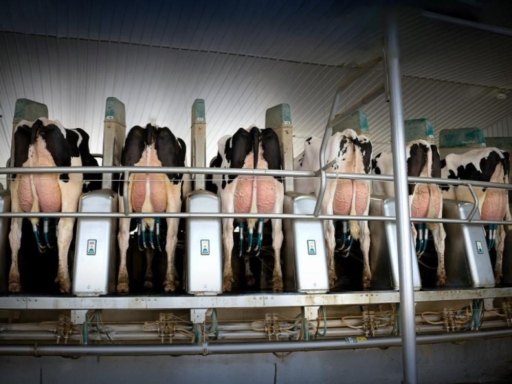 Captain-Töchter bei OCD