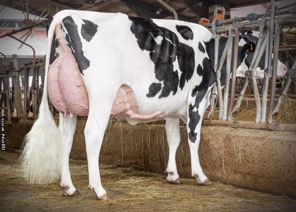 Cristella Kariba VG-85 (Tochter)